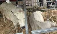 fiera agric ol 1